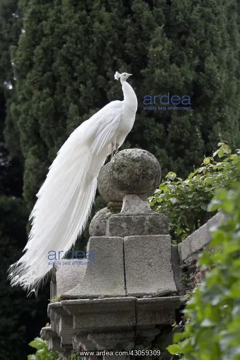 : Male albino peacock Isola Bella Lake Maggiore Italy : Male albino peacock Isola Bella Lake Maggiore Italy