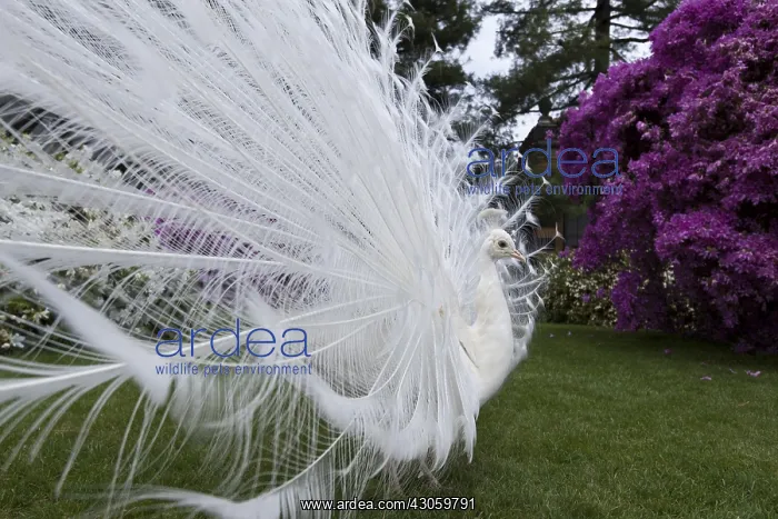 : Male albino peacock Isola Bella Lake Maggiore Italy : Male albino peacock Isola Bella Lake Maggiore Italy