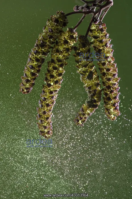 : Male Alder, Alnus glutinosa, catkins shedding po : Male Alder, Alnus glutinosa, catkins shedding po