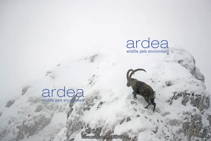 : Male Alpine ibex (Capra ibex) in the snow, Alps : Male Alpine ibex (Capra ibex) in the snow, Alps