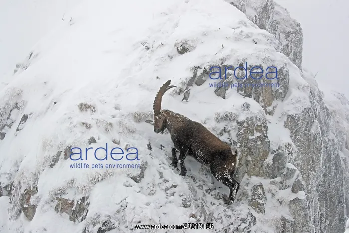: Male Alpine ibex (Capra ibex) in the snow, Alps : Male Alpine ibex (Capra ibex) in the snow, Alps