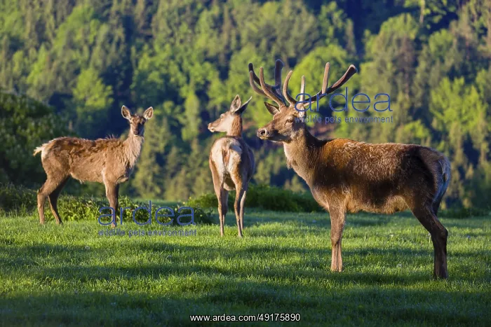 : One male Altai maral : One male Altai maral