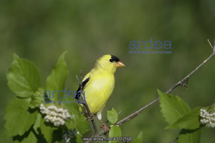: Male American Goldfinch : Male American Goldfinch