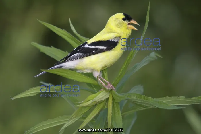 : Male American Goldfinch : Male American Goldfinch