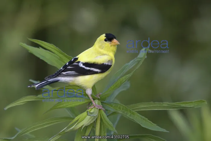 : Male American Goldfinch : Male American Goldfinch