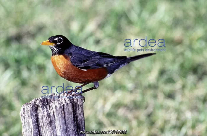 : Male American Robin : Male American Robin