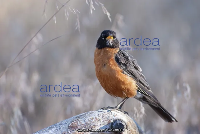 : A male American Robin (Turdus migratorius) : A male American Robin (Turdus migratorius)