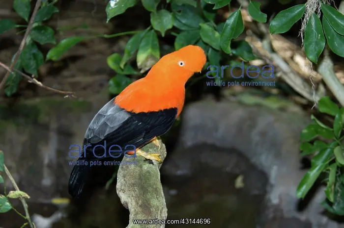 : Male Andean Cock-of-the-rock : Male Andean Cock-of-the-rock