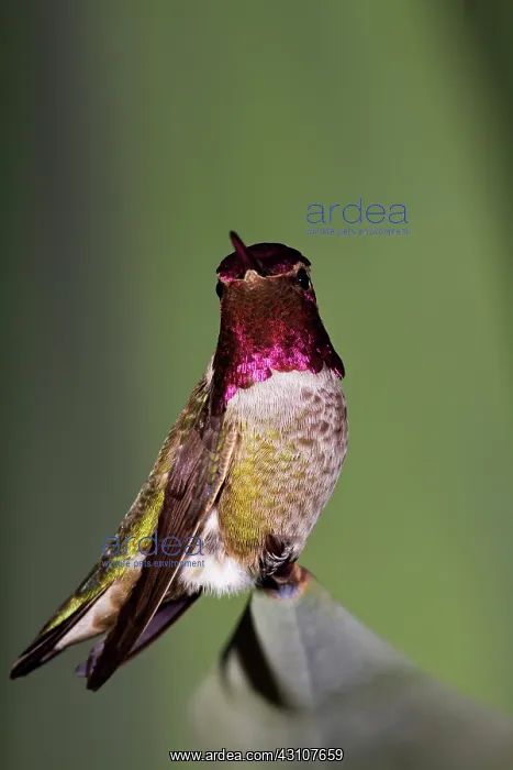 : Male Anna's Hummingbird : Male Anna's Hummingbird