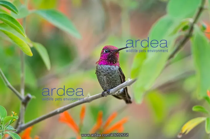 : Male Anna's Hummingbird (Calypte anna) : Male Anna's Hummingbird (Calypte anna)