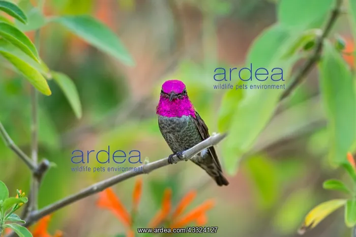 : Male Anna's Hummingbird (Calypte anna) : Male Anna's Hummingbird (Calypte anna)