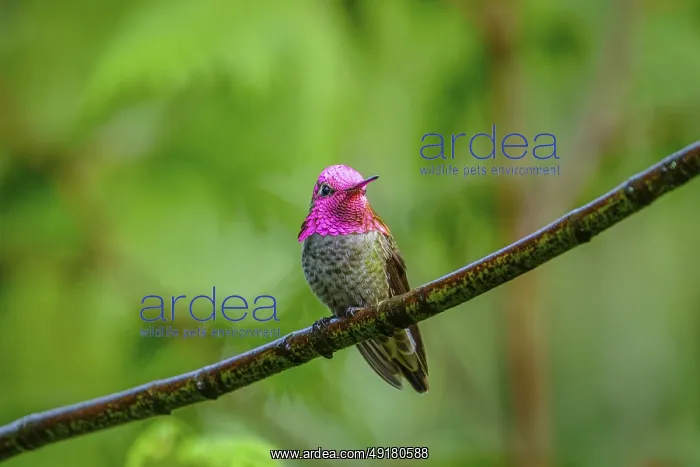 : A male Anna's Hummingbird (Calypte anna) displaying his beautuful iridecent gorget feathers : A male Anna's Hummingbird (Calypte anna) displaying his beautuful iridecent gorget feathers