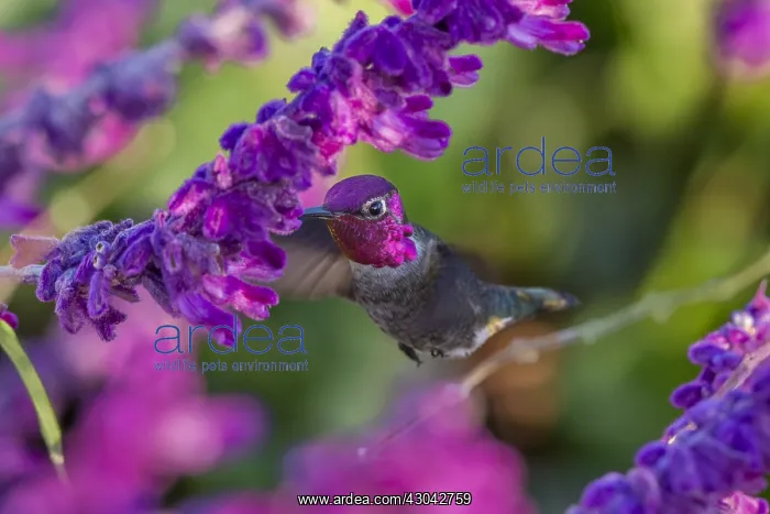  : Male Anna's Hummingbird (Calypte anna) feeding