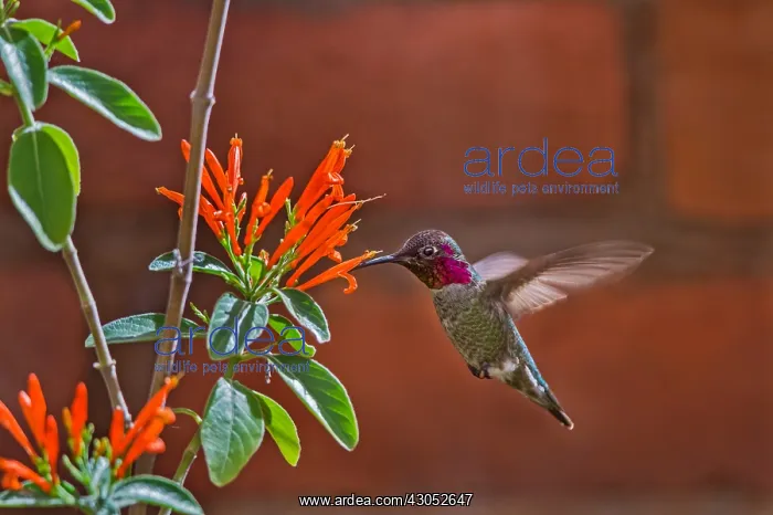 : Male Anna's Hummingbird (Calypte anna) feeding : Male Anna's Hummingbird (Calypte anna) feeding