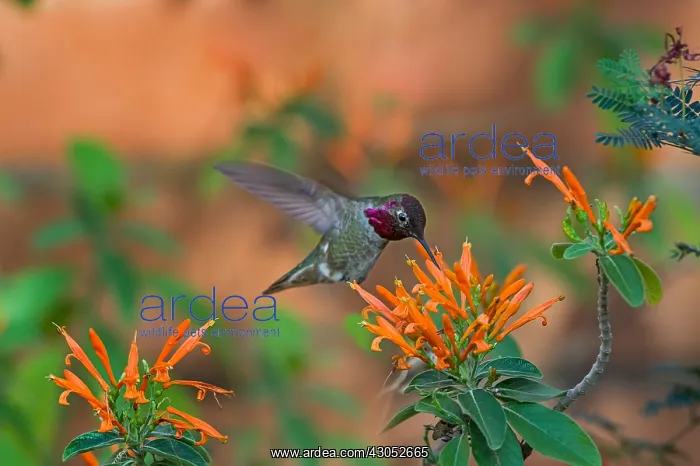 : Male Anna's Hummingbird (Calypte anna) feeding : Male Anna's Hummingbird (Calypte anna) feeding