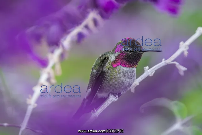 : Male Anna's Hummingbird (Calypte anna) perched : Male Anna's Hummingbird (Calypte anna) perched