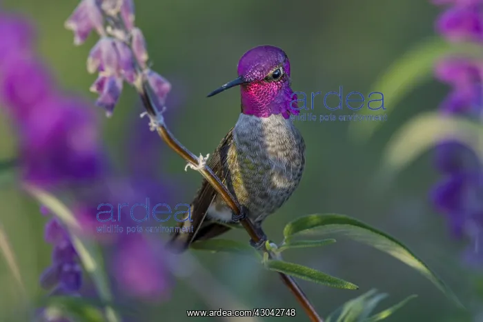: Male Anna's Hummingbird (Calypte anna) perched : Male Anna's Hummingbird (Calypte anna) perched