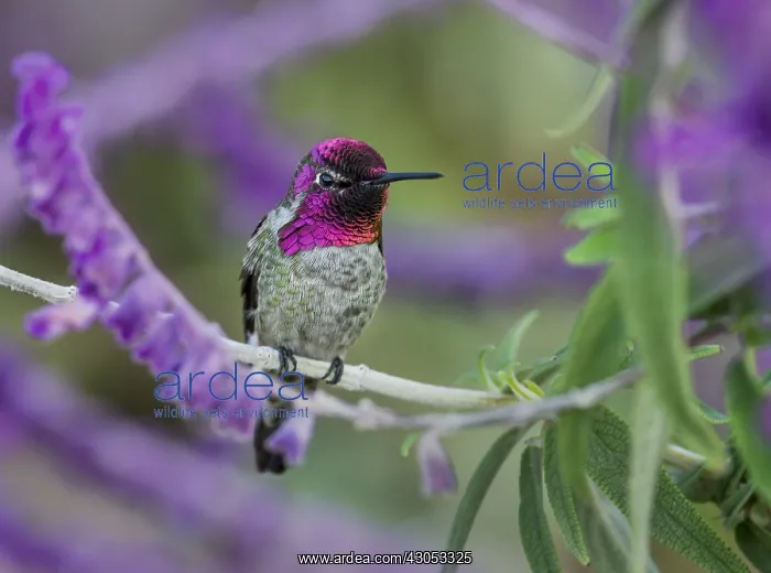 : Male Anna's Hummingbird (Calypte anna) perched : Male Anna's Hummingbird (Calypte anna) perched