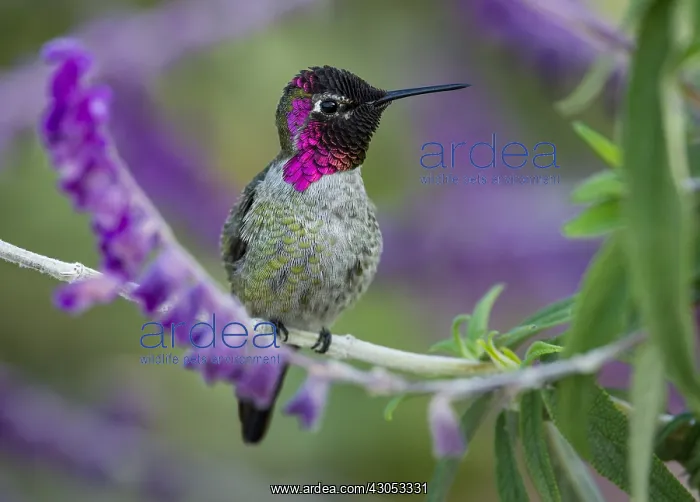 : Male Anna's Hummingbird (Calypte anna) perched : Male Anna's Hummingbird (Calypte anna) perched