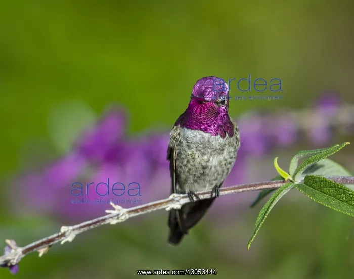: Male Anna's Hummingbird (Calypte anna) perched : Male Anna's Hummingbird (Calypte anna) perched