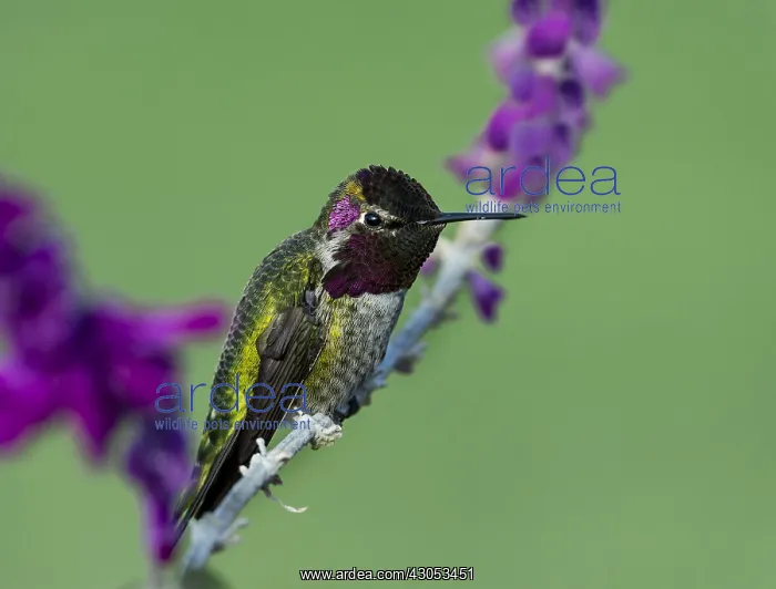 : Male Anna's Hummingbird (Calypte anna) perched : Male Anna's Hummingbird (Calypte anna) perched