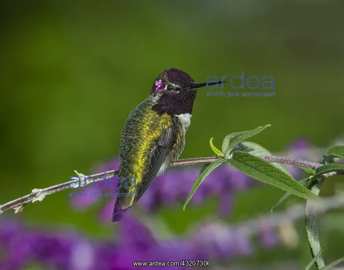 : Male Anna's Hummingbird (Calypte anna) perched : Male Anna's Hummingbird (Calypte anna) perched