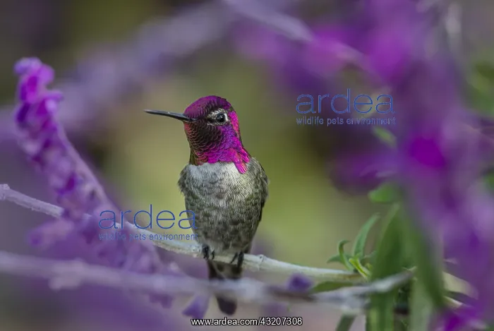  : Male Anna's Hummingbird (Calypte anna) perched