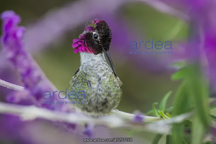 : Male Anna's Hummingbird (Calypte anna) preening : Male Anna's Hummingbird (Calypte anna) preening