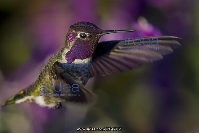 : Male Anna's Hummingbird (Calypte anna) showing : Male Anna's Hummingbird (Calypte anna) showing