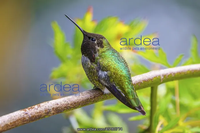 : A male Anna's Hummingbird perched on a branch displaying his iridescent green feathers : A male Anna's Hummingbird perched on a branch displaying his iridescent green feathers