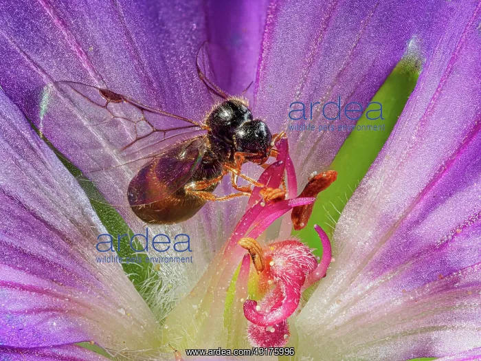 : Male ant (Camponotus ligniperda), stork's nettle : Male ant (Camponotus ligniperda), stork's nettle