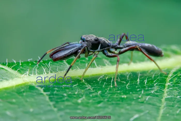: A male ant mimic jumping spider (Myrmarachne cornuta) : A male ant mimic jumping spider (Myrmarachne cornuta)