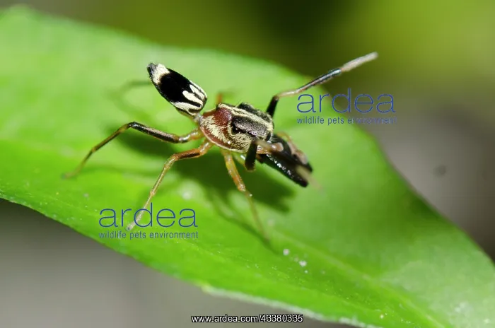 : Male Ant-mimic Spider : Male Ant-mimic Spider