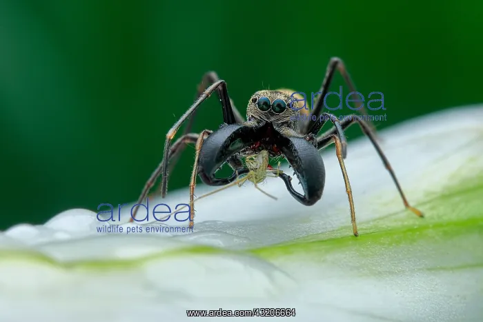 : A male ant-mimicking jumping spider (Myrmarachne : A male ant-mimicking jumping spider (Myrmarachne