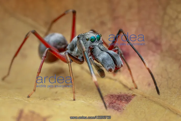 : A male ant-mimicking jumping spider (Myrmarachne : A male ant-mimicking jumping spider (Myrmarachne