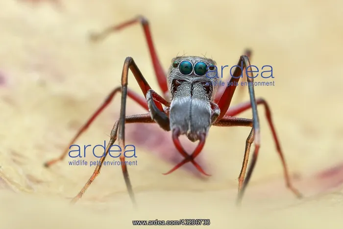 : A male ant-mimicking jumping spider (Myrmarachne : A male ant-mimicking jumping spider (Myrmarachne