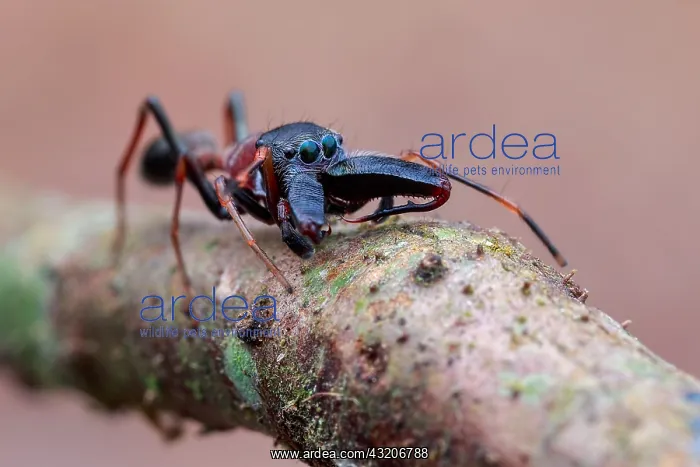 : A male ant-mimicking jumping spider (Myrmarachne : A male ant-mimicking jumping spider (Myrmarachne