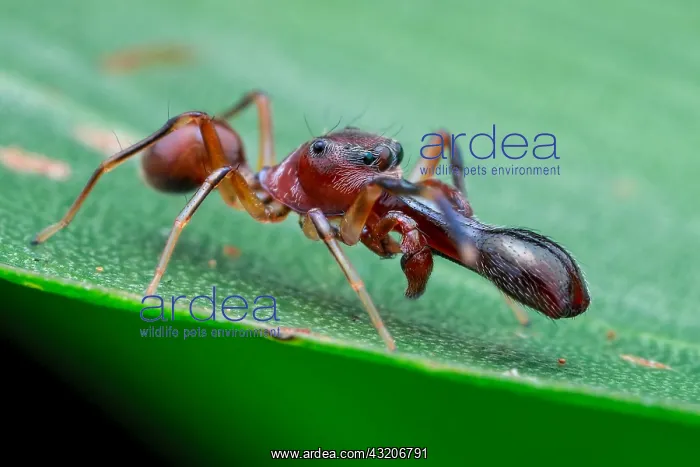 : A male ant-mimicking jumping spider (Myrmarachne : A male ant-mimicking jumping spider (Myrmarachne
