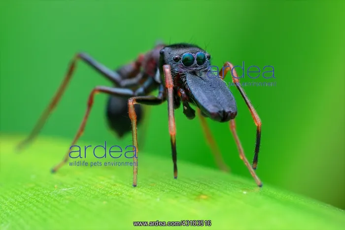 : Male ant-mimicking jumping spider (Myrmarachne sp.) : Male ant-mimicking jumping spider (Myrmarachne sp.)