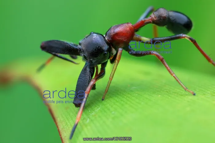 : Male ant-mimicking jumping spider (Myrmarachne sp.) : Male ant-mimicking jumping spider (Myrmarachne sp.)