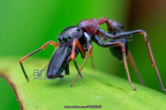  : Male ant-mimicking jumping spider (Myrmarachne sp.)