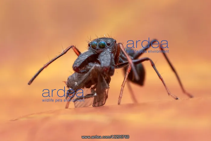 : A male ant-mimicking jumping spider (Salticidae : A male ant-mimicking jumping spider (Salticidae