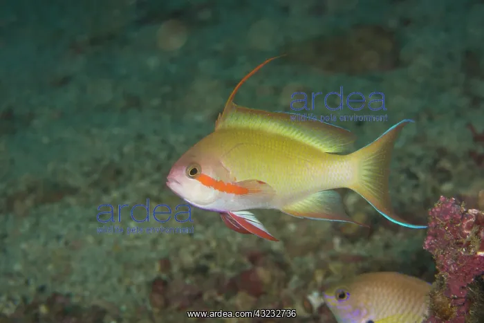 : Male Anthias fish (Pseudanthias sp.) Puerto : Male Anthias fish (Pseudanthias sp.) Puerto