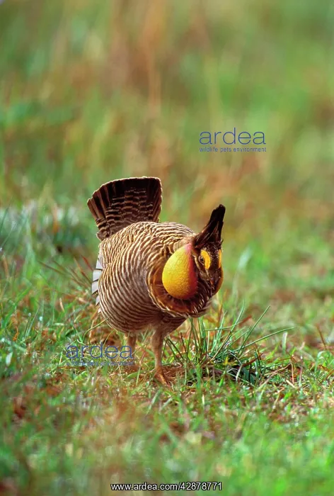 : Male Attwater's Prairie Chicken / Grouse - displaying : Male Attwater's Prairie Chicken / Grouse - displaying