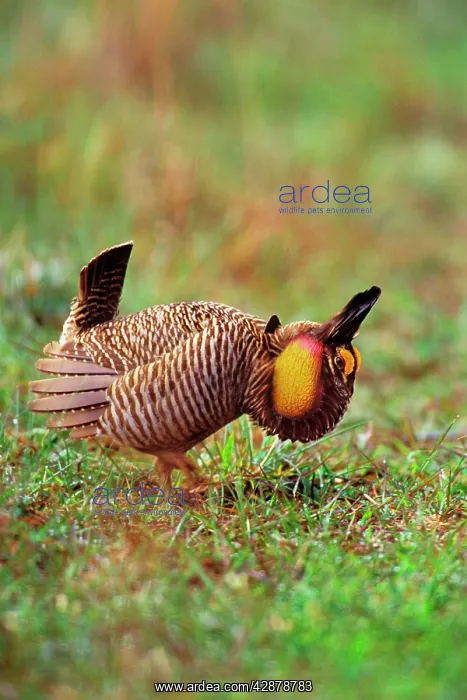 : Male Attwater's Prairie Chicken / Grouse - displaying : Male Attwater's Prairie Chicken / Grouse - displaying