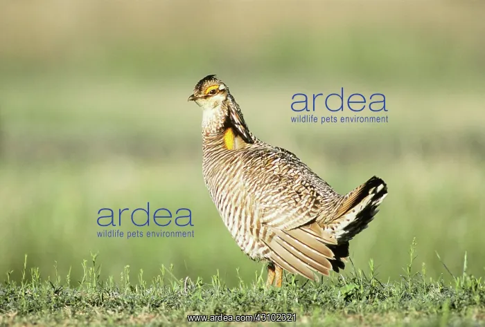 : Male Attwater's Prairie Chicken on lek : Male Attwater's Prairie Chicken on lek