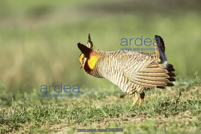 : Male Attwater's Prairie Chicken on lek : Male Attwater's Prairie Chicken on lek