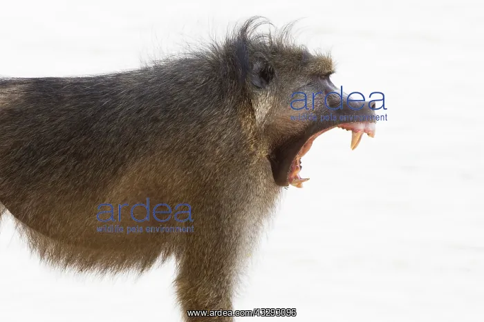 : male baboon displays long canine teeth, which are a sign of : male baboon displays long canine teeth, which are a sign of