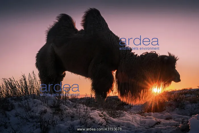 : Male Bactrian camel (Camelus bactrianus) in the : Male Bactrian camel (Camelus bactrianus) in the