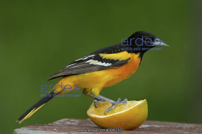 : Male Baltimore Oriole : Male Baltimore Oriole